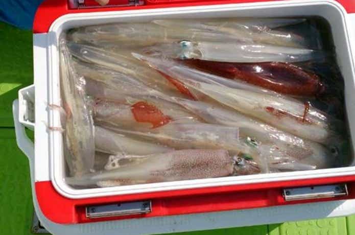 松栄丸で釣れたヤリイカ