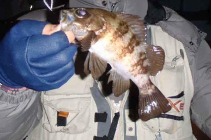 宮川丸でのメバルの釣果