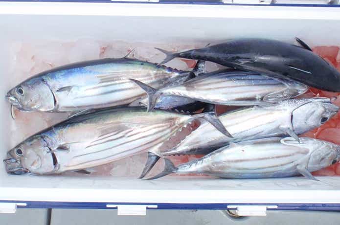 信栄丸でのカツオの釣果