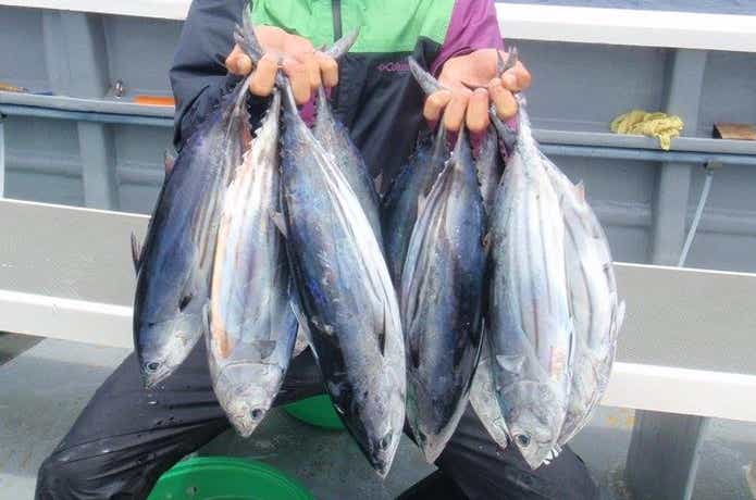 信栄丸でのカツオの釣果