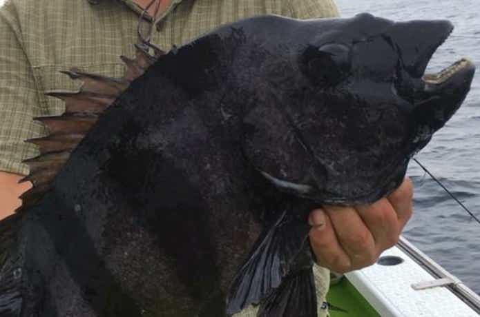 松栄丸で釣れたイシダイ