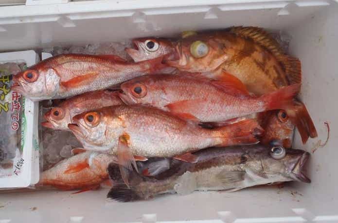 信栄丸で釣れたアカムツなど
