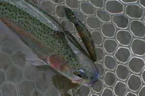 ミノーで釣ったトラウト