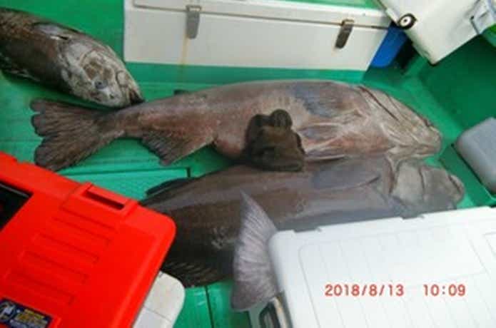 光勝丸で釣れたアブラボウズ
