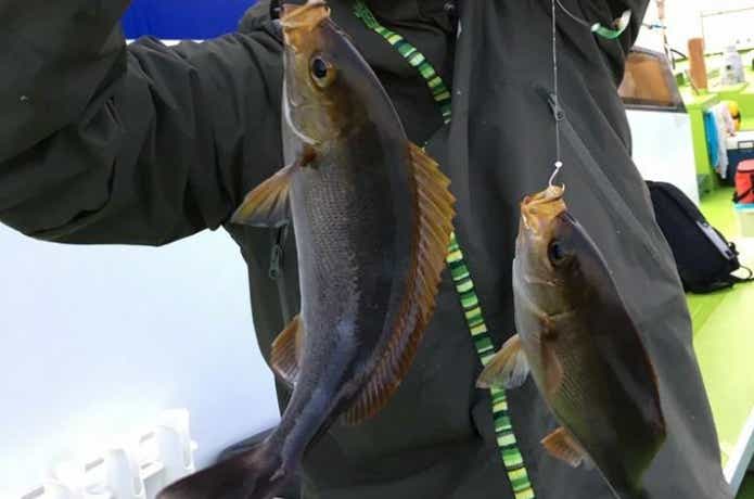 松栄丸で釣れたイサキ