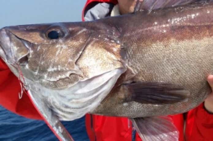 フレンドシップでのアラの釣果