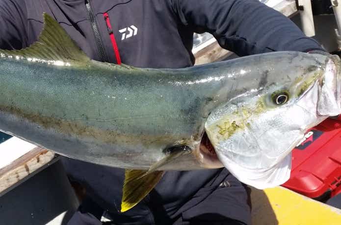 フレンドシップでのヒラマサの釣果