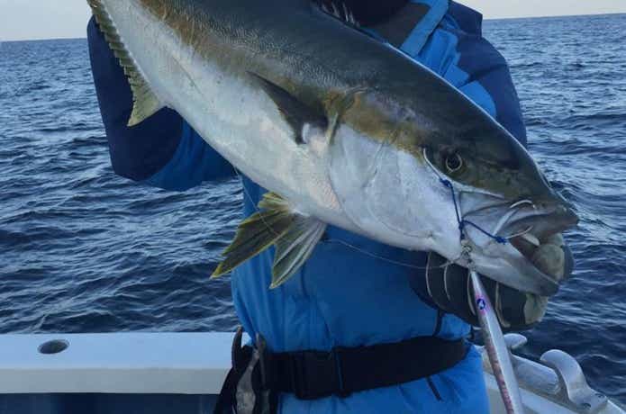 松栄丸でのヒラマサの釣果