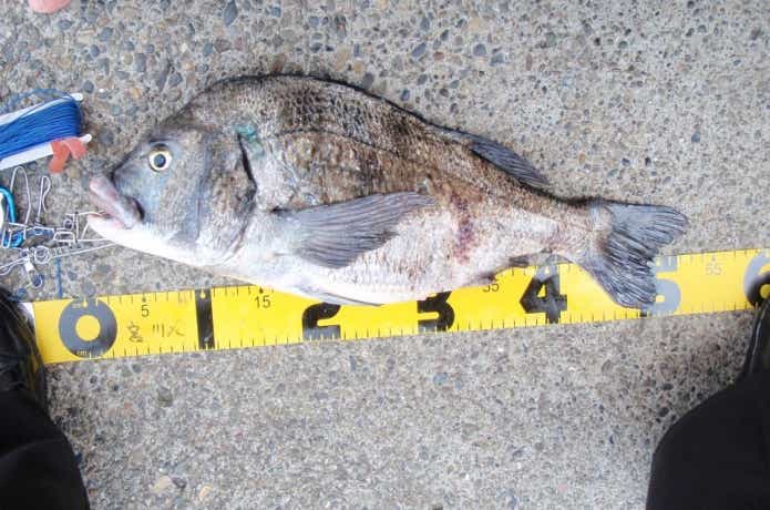 宮川丸でのクロダイの釣果