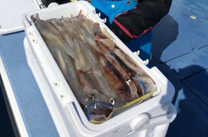 松栄丸でのイカの釣果