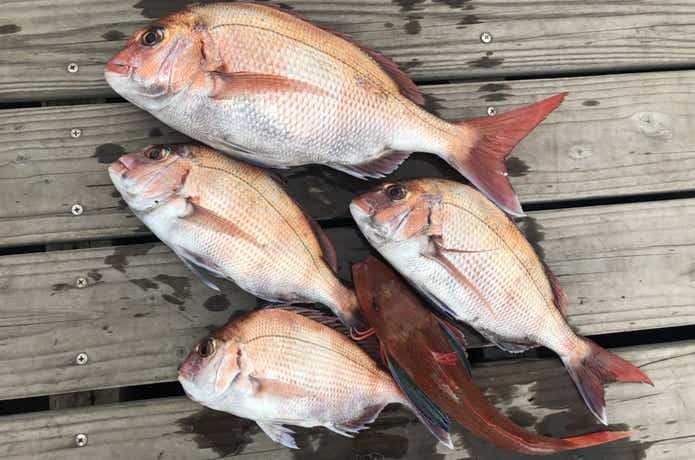 なぶらフィッシングでのタイの釣果