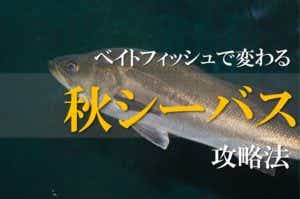 秋シーバス