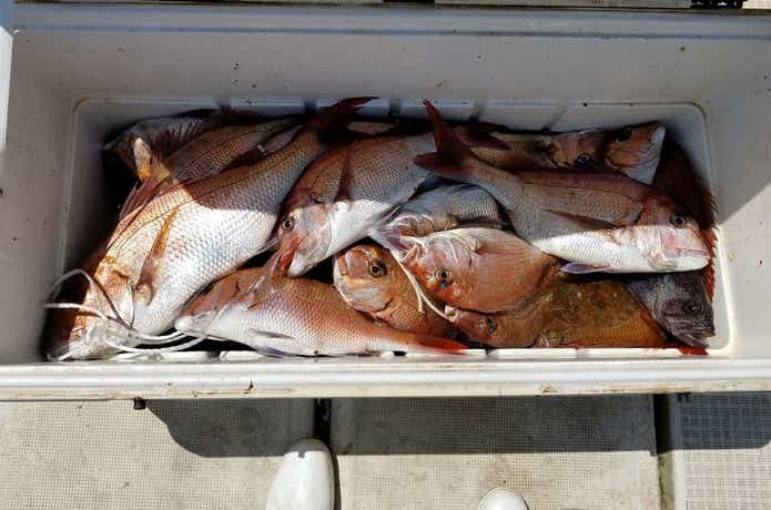 鯛多ニックでの釣果