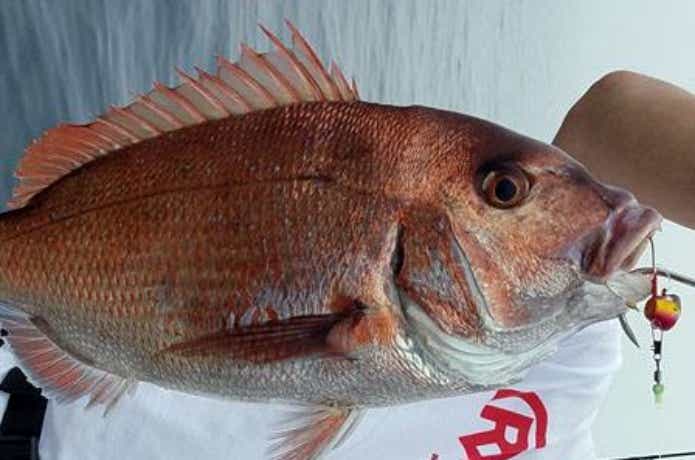 鯛多ニックでのタイラバの釣果