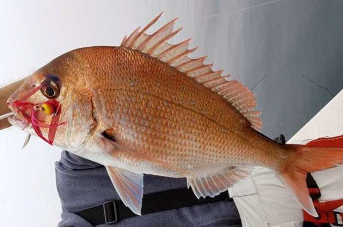 鯛多ニックでのタイラバの釣果