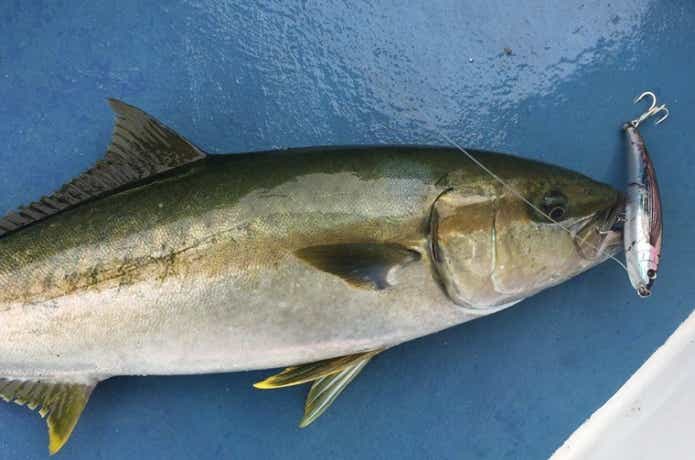 松栄丸でのヒラマサの釣果