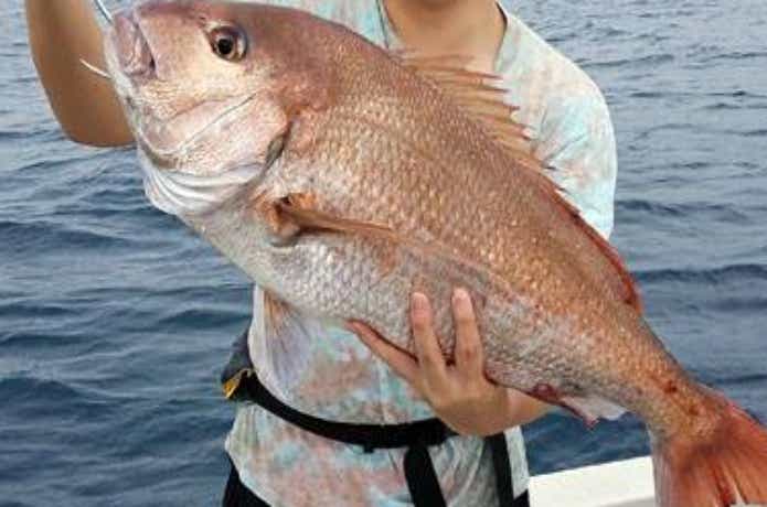 鯛多ニックで釣れた大鯛