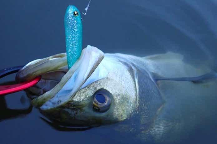 UK SHAD WORM アクション