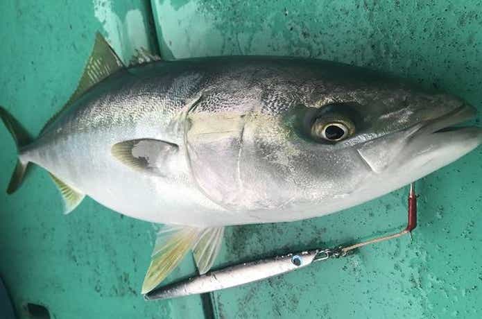 広進丸での青物の釣果