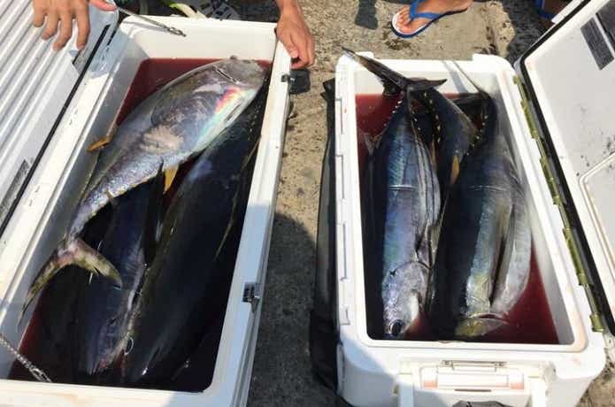松栄丸でのキメジ・カツオの釣果