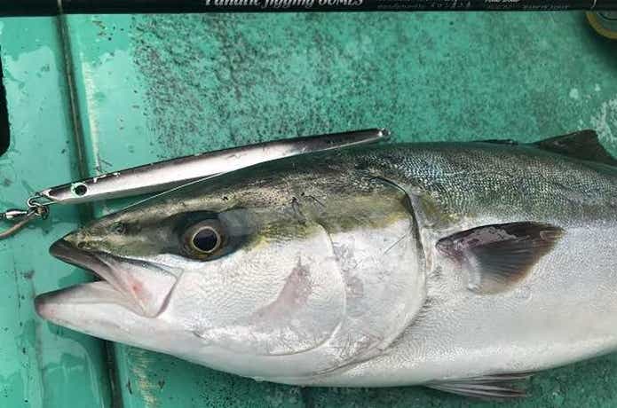 広進丸での青物の釣果