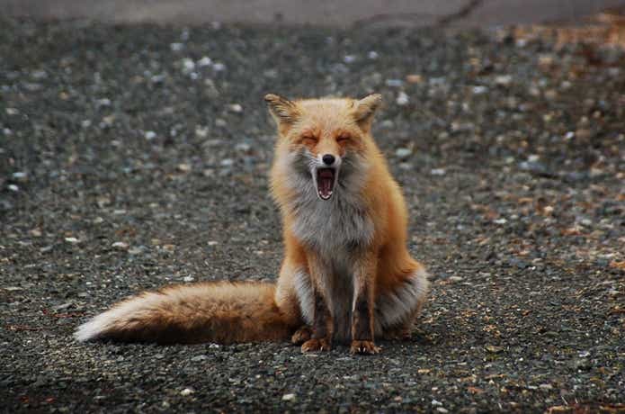 睡眠不足
