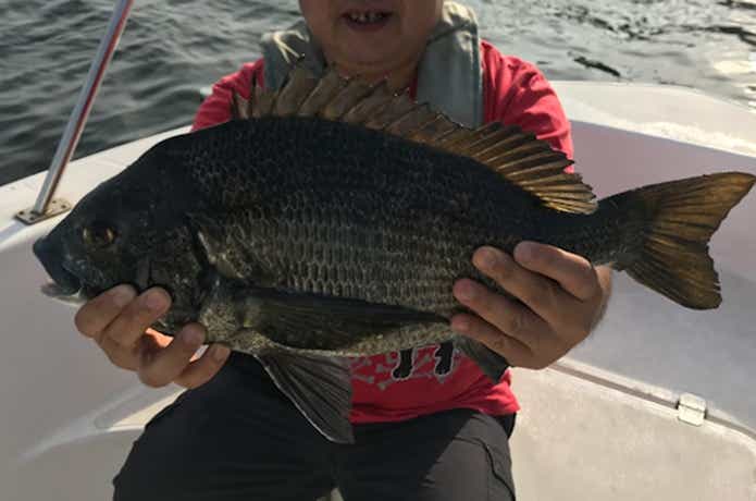 シークロで釣れたクロダイ