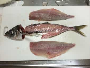 釣った魚をよりおいしくさばく“8か条”をお忘れなく。 | TSURI HACK[釣りハック]