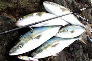 青物　ルアー釣り