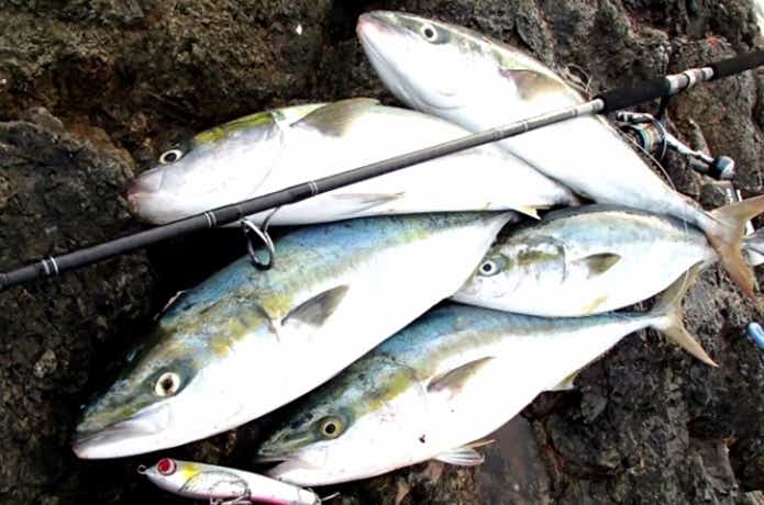 青物の釣果写真