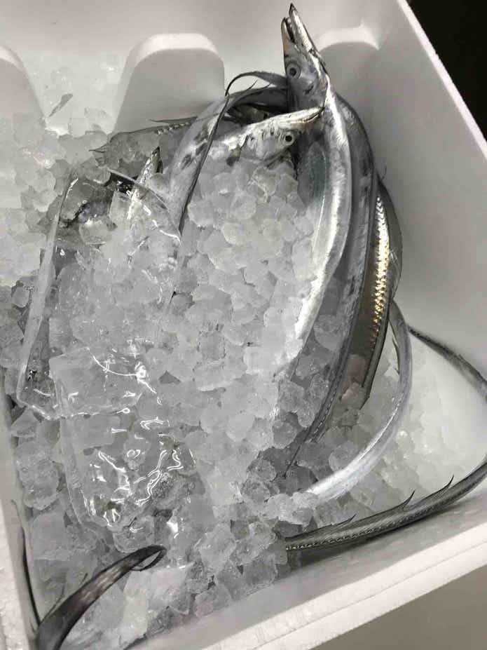テンヤタチウオ釣り