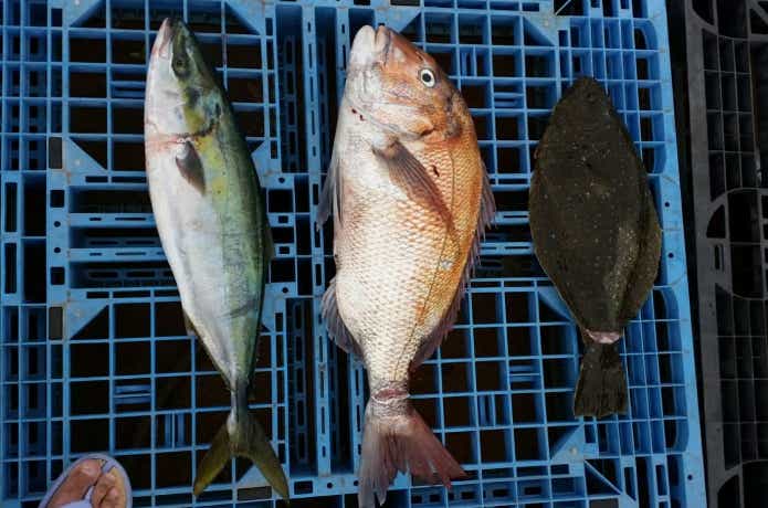 フレンドシップでのタイ、青物の釣果