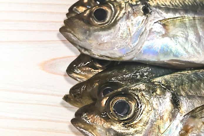マアジ　色味