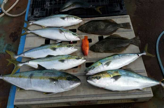 フレンドシップでの青物などの釣果