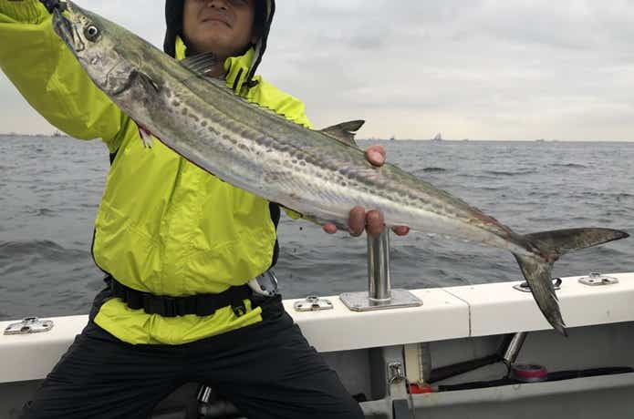 なぶらフィッシングでサワラの釣果