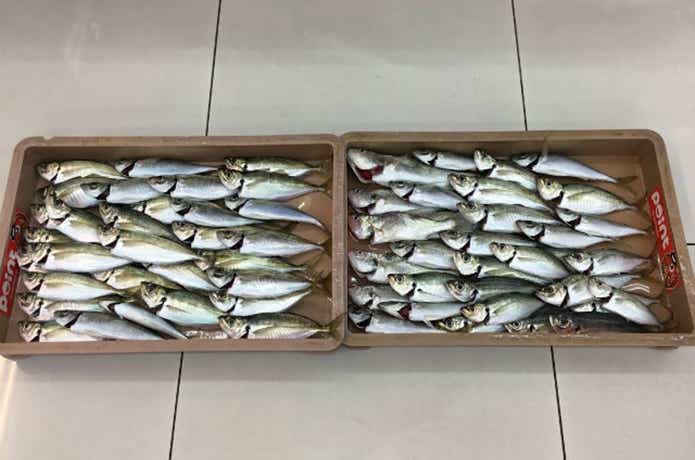 アジの釣果