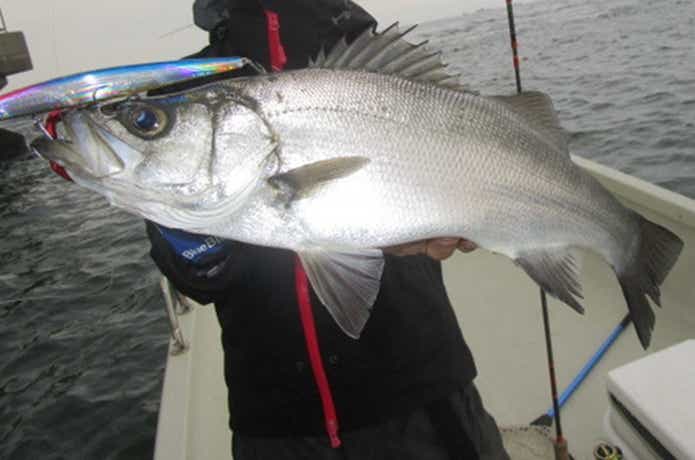 カズボートで釣れたヒラスズキ
