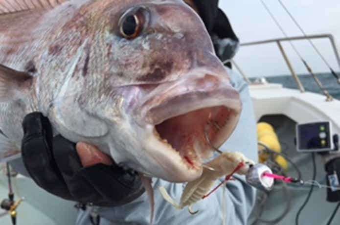 とみ丸でのタイの釣果