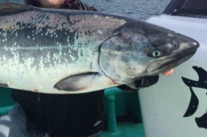 広進丸でのサクラマスの釣果