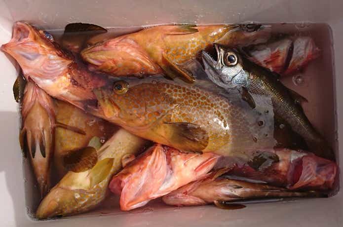 船釣りの画像