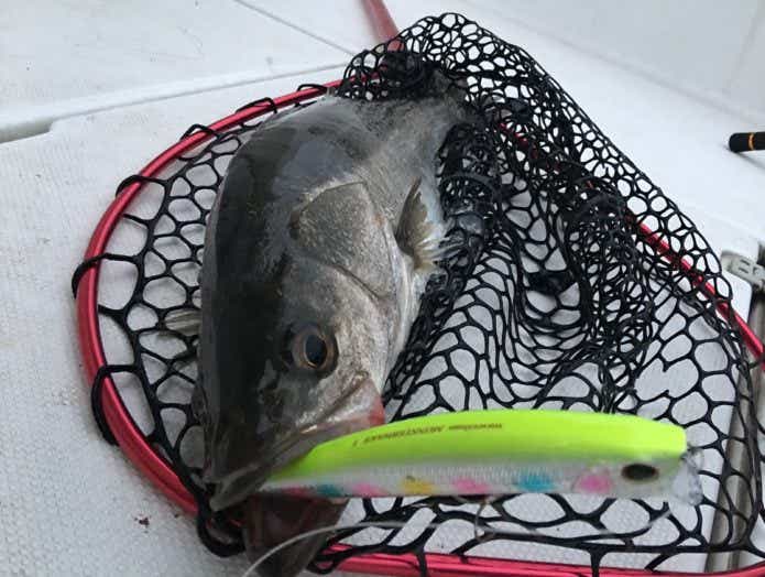 なぶらフィッシングで釣れたシーバス