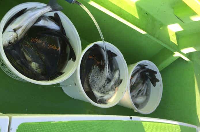 渡辺釣船店での釣果