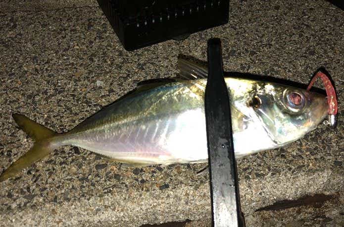 秋　アジング　サイズの釣りわけ