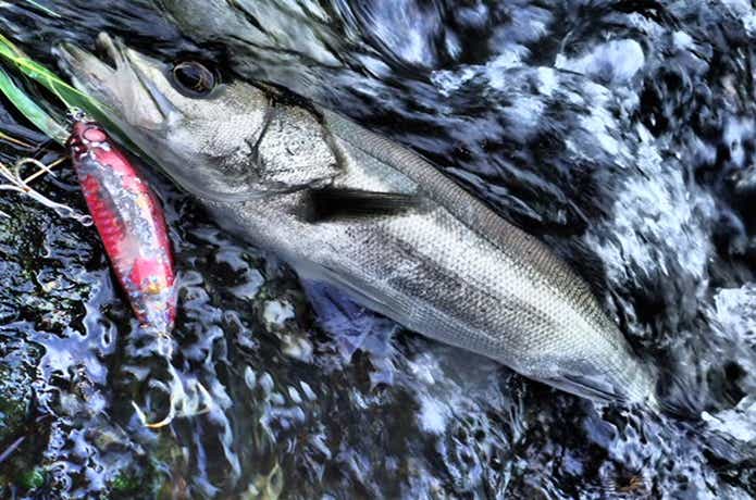 自然型河川で釣れたシーバス