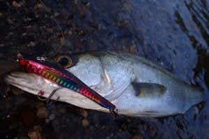 センチネルで釣れたシーバス