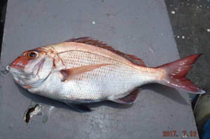 第一大漁丸でのマダイの釣果