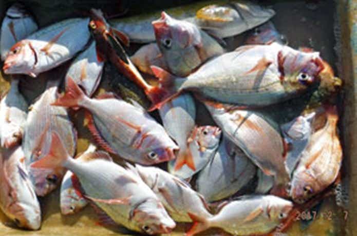第一大漁丸で釣れたマダイ