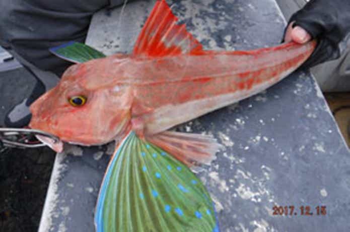 第一大漁丸で釣れたホウボウ