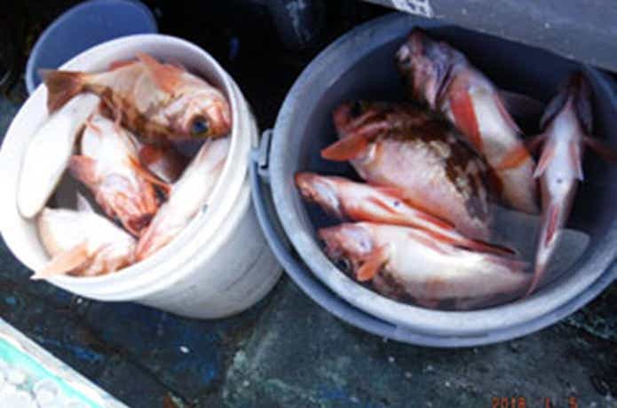 第一大漁丸での釣果
