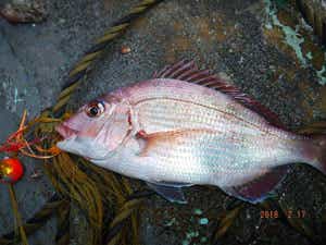 第一大漁丸のタイラバの釣果